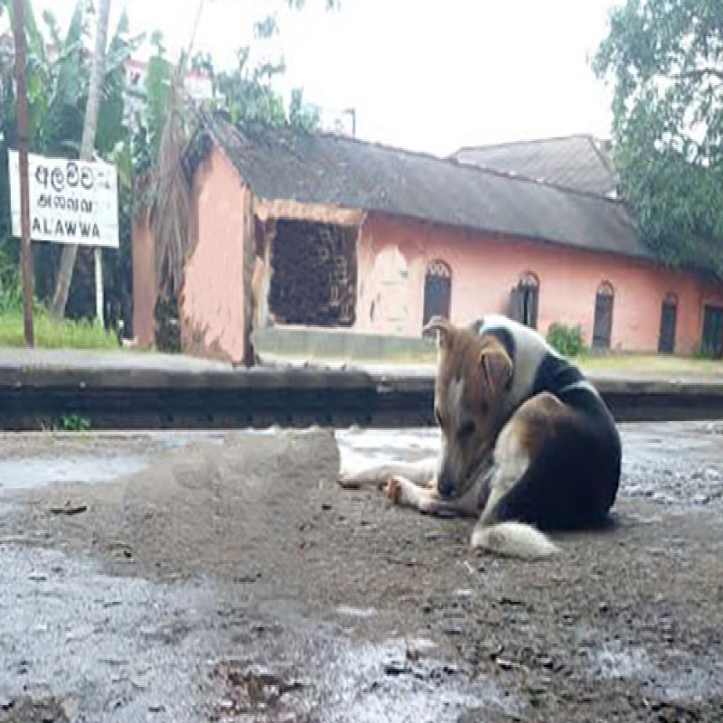 dog-rescues-student-after-train-collision---flexibility-incident-in-kurunegala