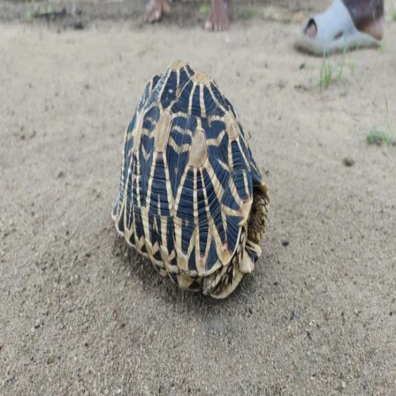 rare-star-tortoise-rescued-in-kilinochchi