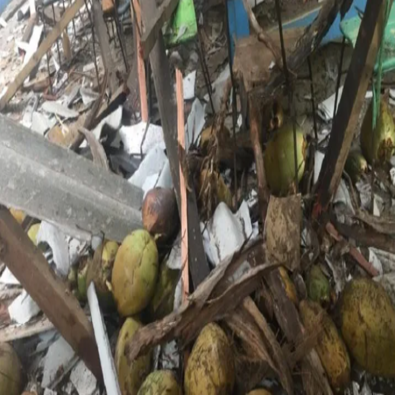 coconut-tree-falls-on-school-building--10-students-admitted-to-hospital