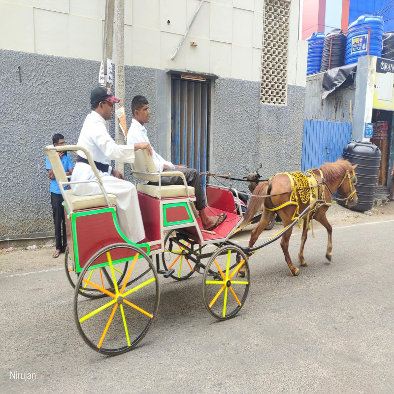 fuel-crisis;-horse-drawn-carriage-service-launched-in-jaffna