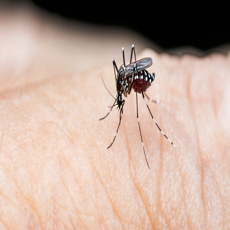 48,777-dengue-patients-registered-in-sri-lanka-this-year