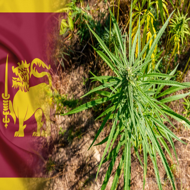 sri-lanka-to-take-measures-to-legalize-the-export-of-cannabis