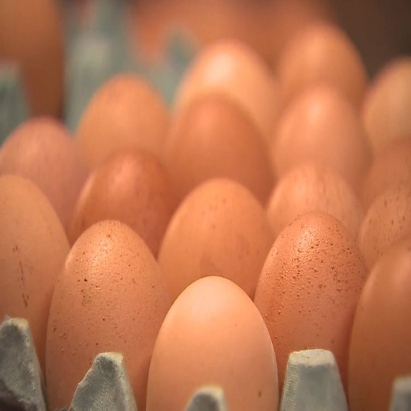 shortage-of-eggs-in-the-future