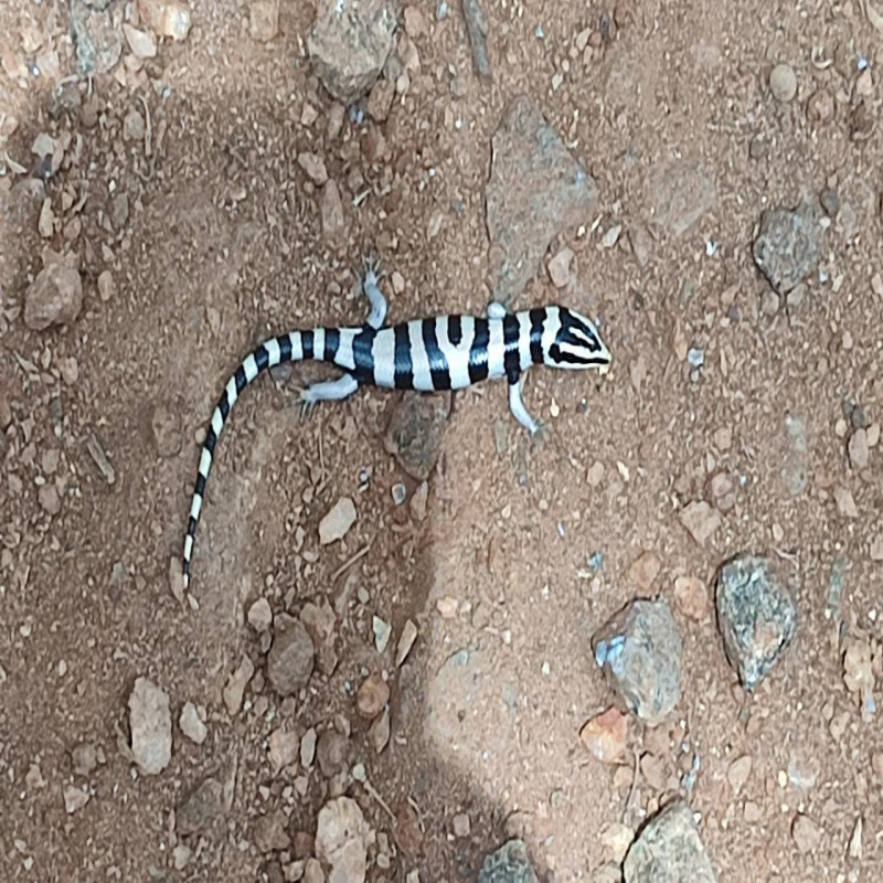 omanthai-is-a-rare-species-of-arana-unique-to-sri-lanka