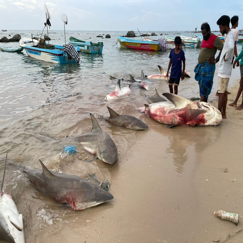 lucky-for-fishermen-in-yali..!-fishermen-who-became-millionaires-in-one-day