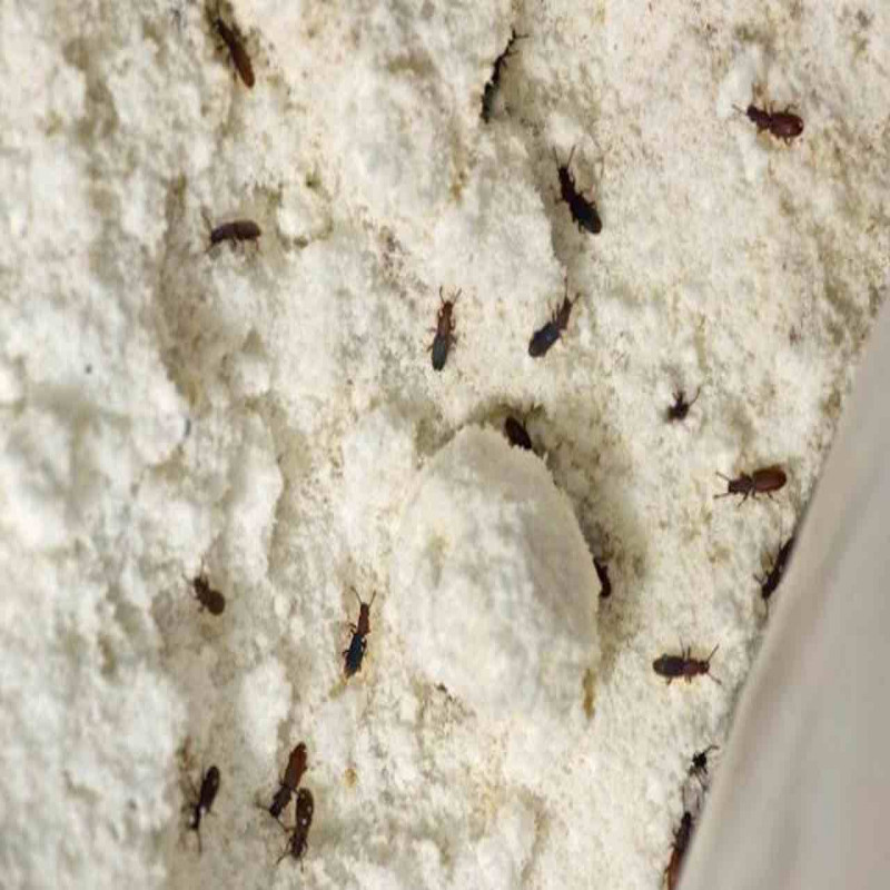 flour-containing-worms-and-insects---information-on-imported-wheat-flour