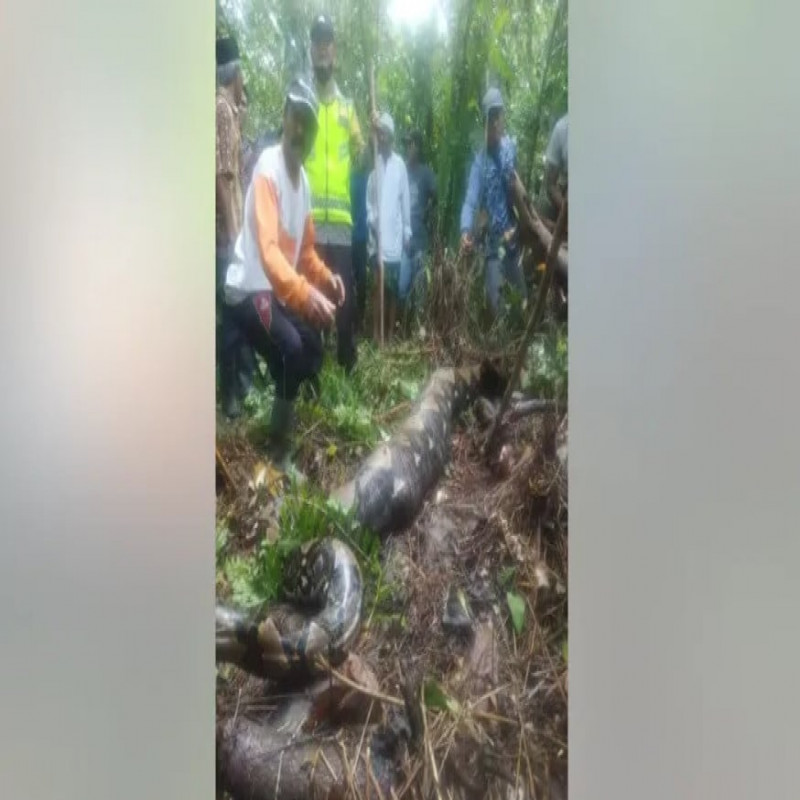 missing-indonesian-woman-found-swallowed-by-22-foot-python