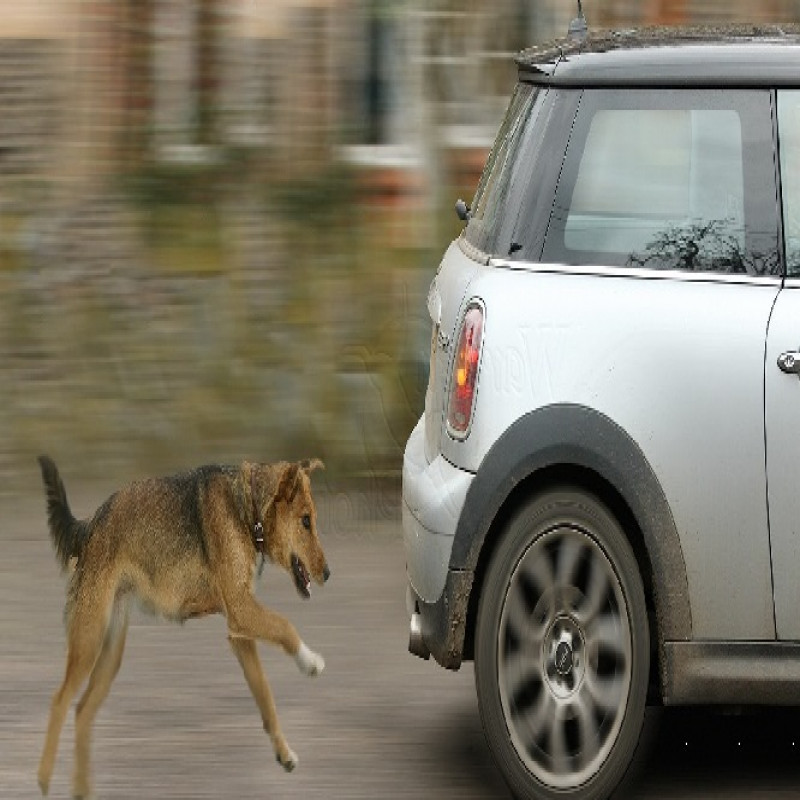 why-do-dogs-chase-vehicles