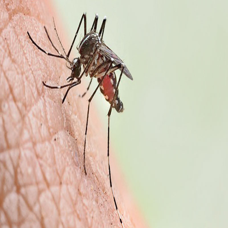 the-number-of-dengue-patients-exceeded-2000-in-jaffna