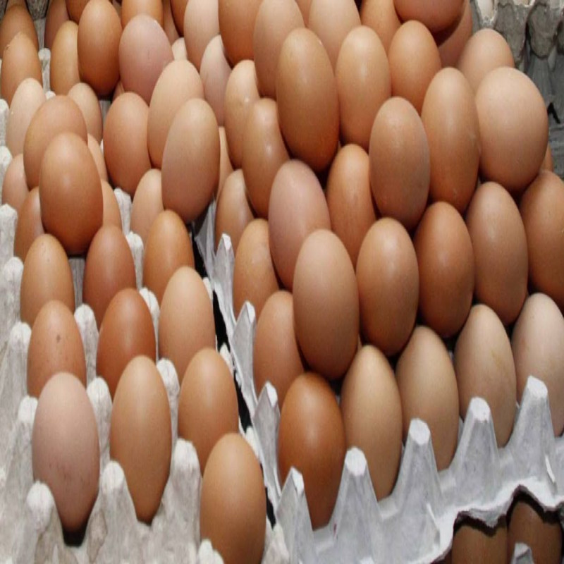 egg-shortage-in-the-country-next-year