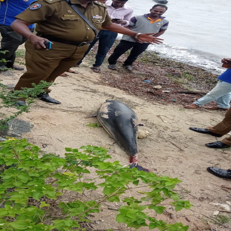 a-14-feet-long-dolphin-washed-ashore-in-jaffna