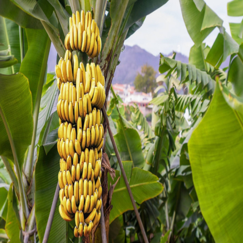banana-is-going-to-revive-sri-lanka..!-a-new-project-begins