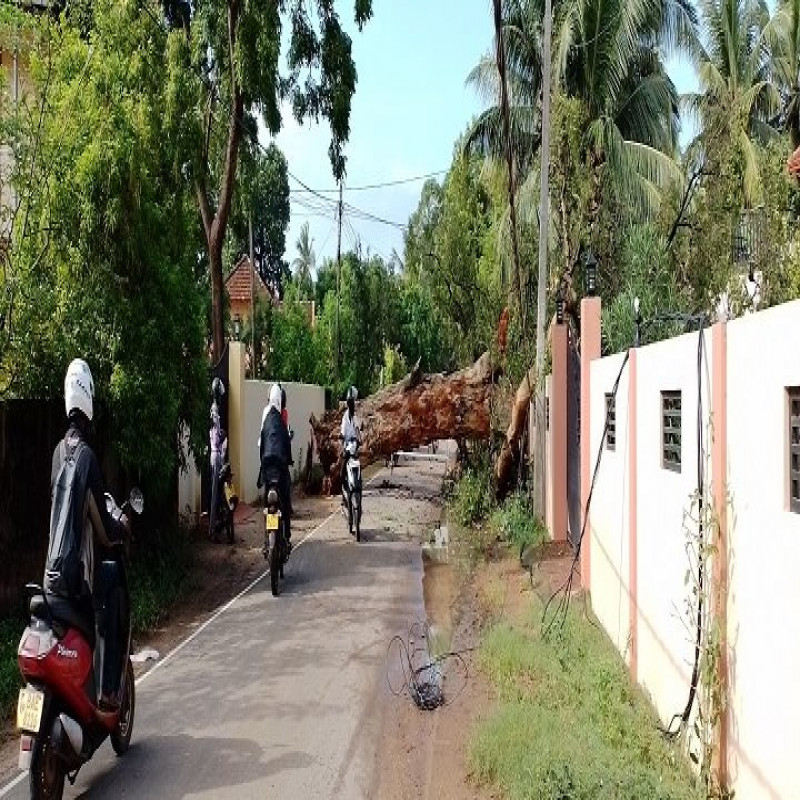 a-century-old-tree-collapsed-in-jaffna-and-traffic-was-blocked!