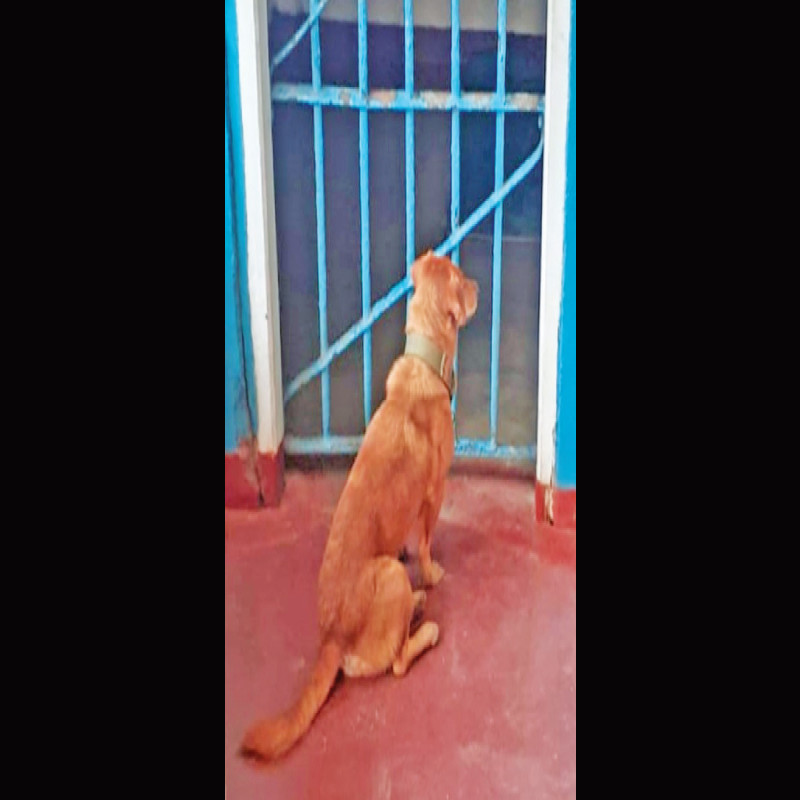 a-prisoner-freed-by-the-faith-of-a-dog!-an-incident-in-south-sri-lanka