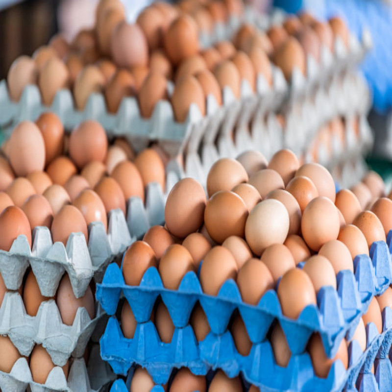 scarcity-of-eggs-in-the-coming-festive-season