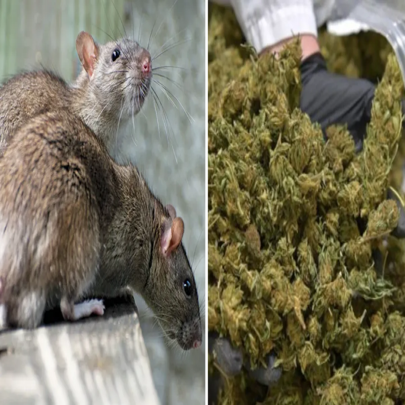 rats-that-ate-195-kg-of-ganja---police-informs-court