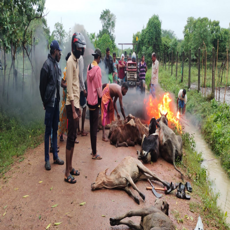 no-compensation-will-be-given-for-the-death-of-cattle-in-the-north-and-east!