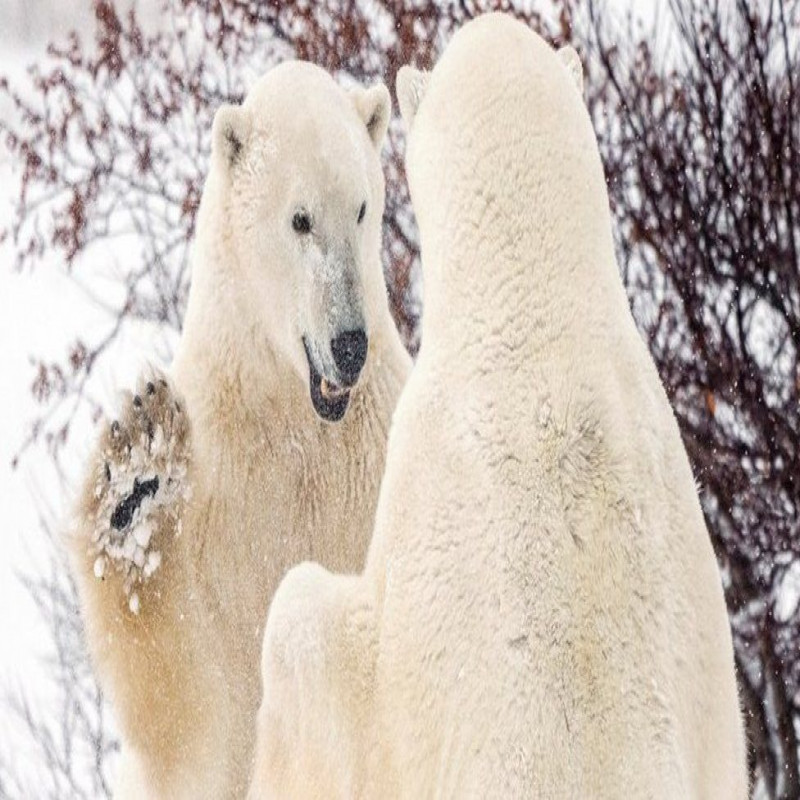 canada's-polar-bear-population-is-reportedly-on-the-decline