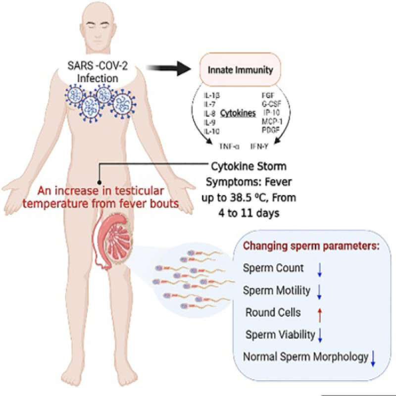 sperm-count-of-men-affected-by-corona-is-low