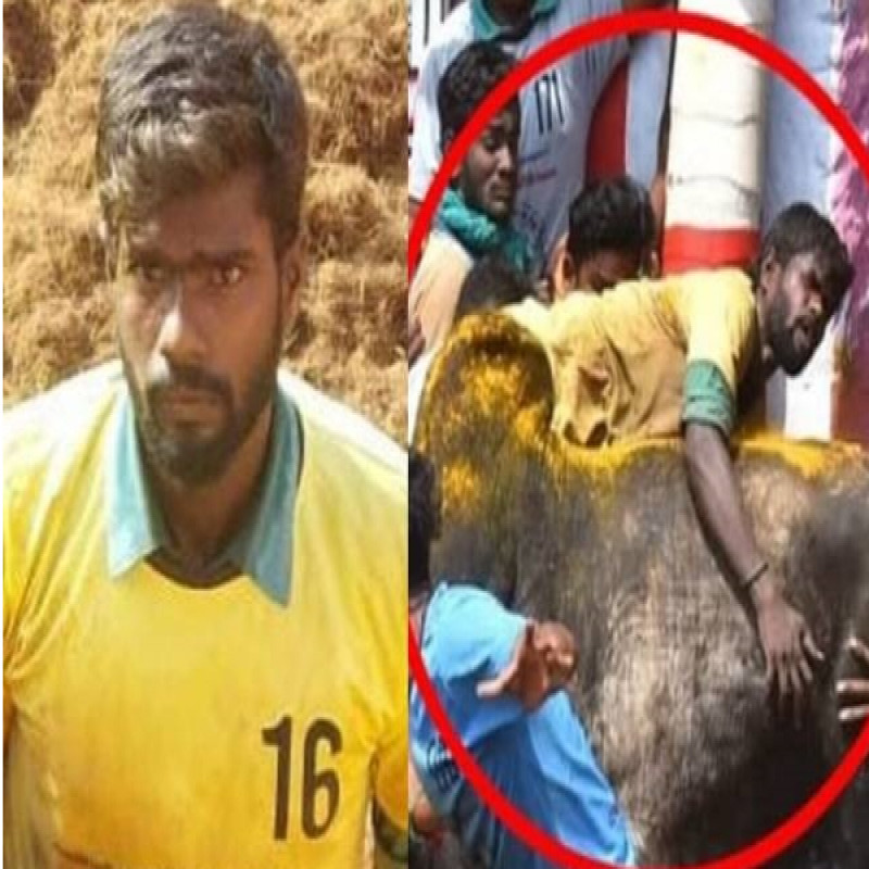 2023-jallikattu-killed-cow-catcher..!-a-crying-mother