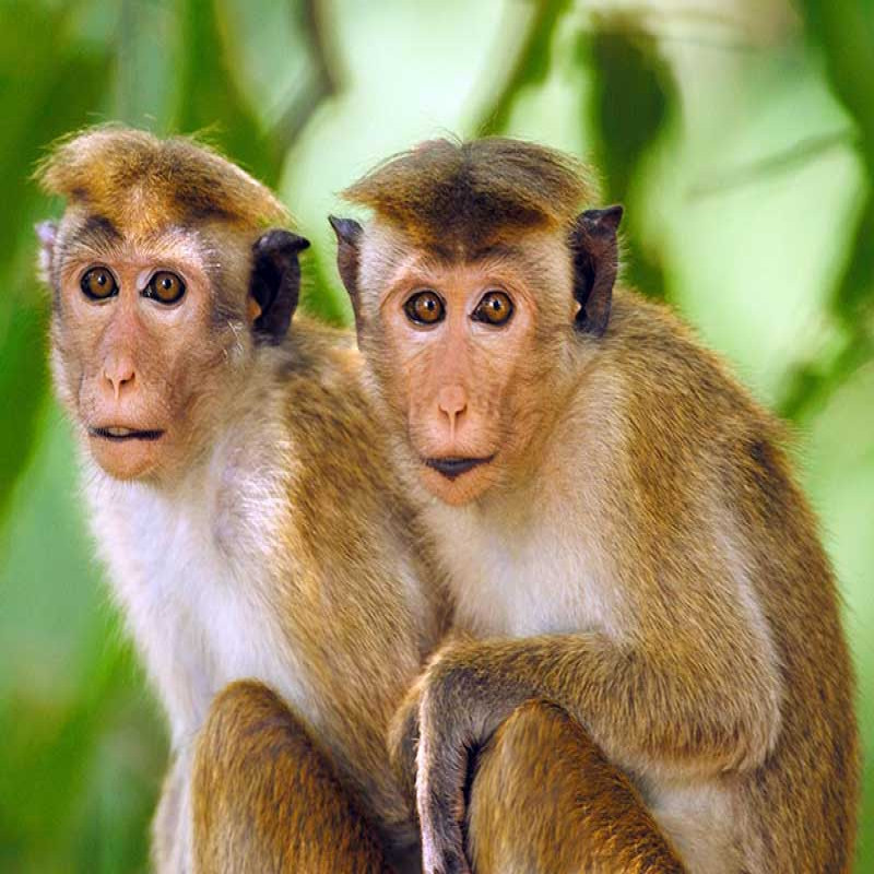 permission-to-kill-monkeys-in-sri-lanka---information-released-by-the-minister