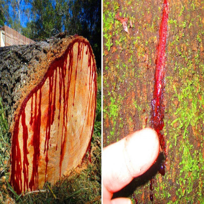 a-tree-that-bleeds-when-cut!-scientists-are-amazed-by-the-wonder