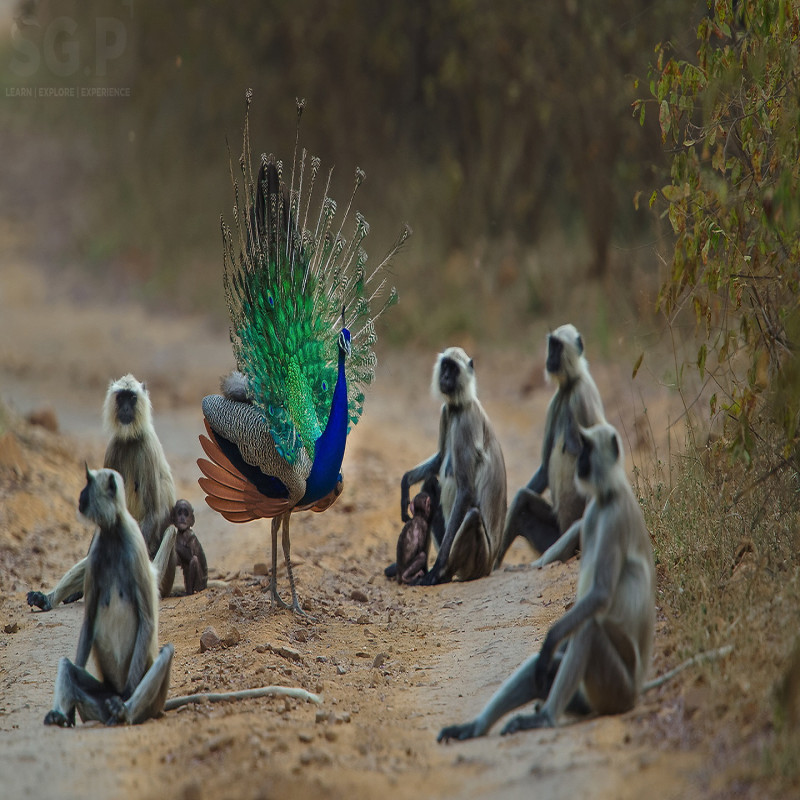 monkeys-are-followed-by-peacocks