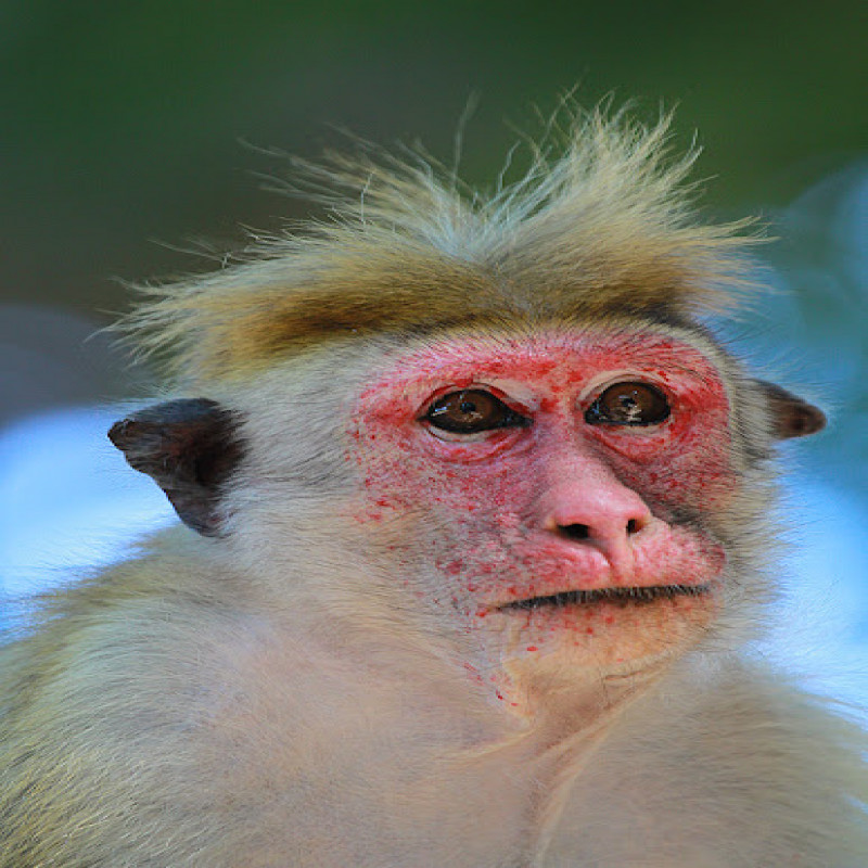 100000-monkeys-to-be-exported-to-china---the-reason-revealed..!
