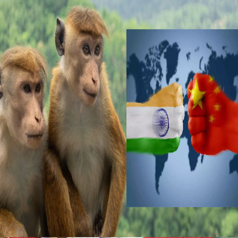 india-china-competition-for-monkeys..!