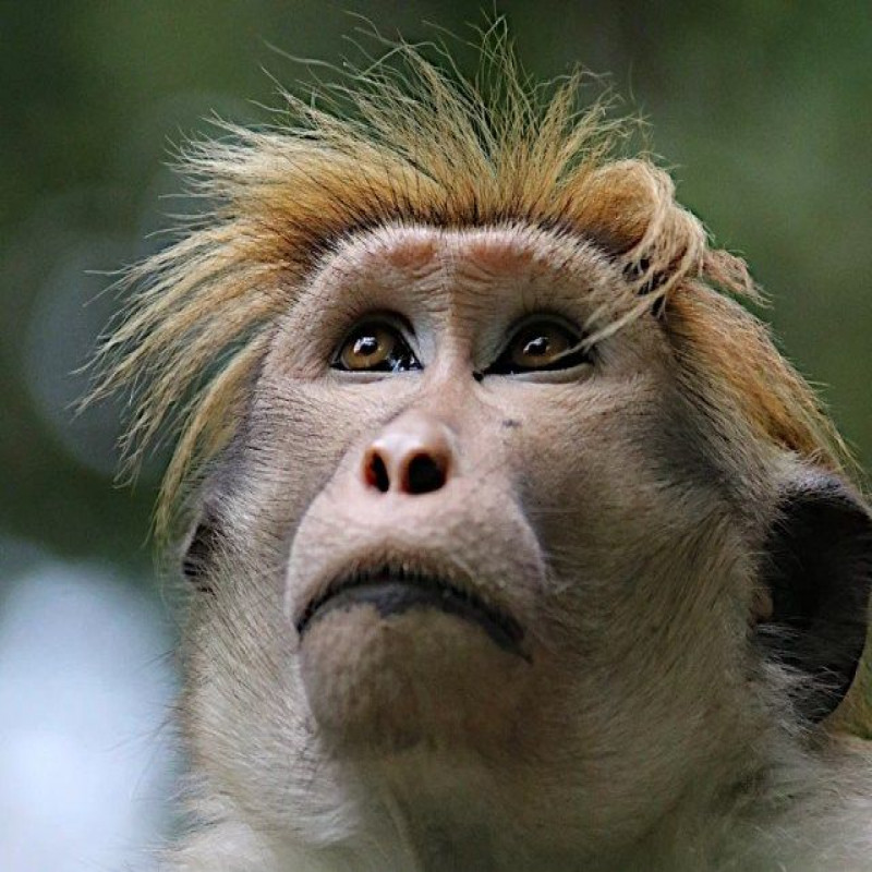 25000-rupees-for-a-monkey-in-sri-lanka..!