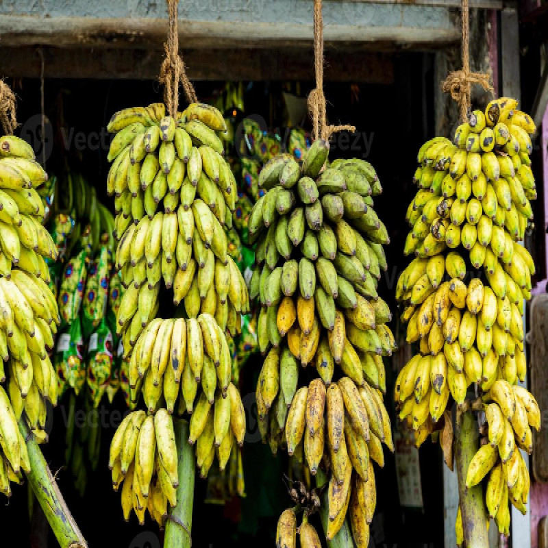 jaffna-banana-in-international-markets---appreciated-by-the-minister