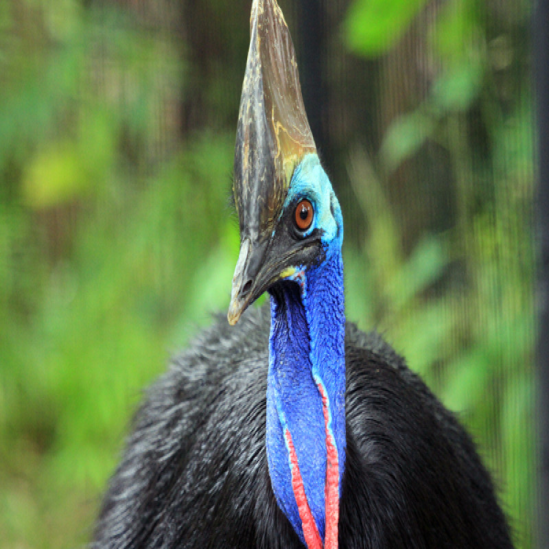 three-cassowaries-birds-from-thailand