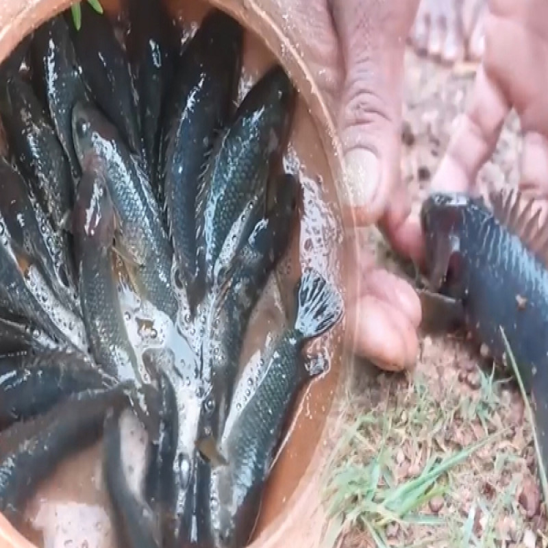 fish-rain-in-chilaw