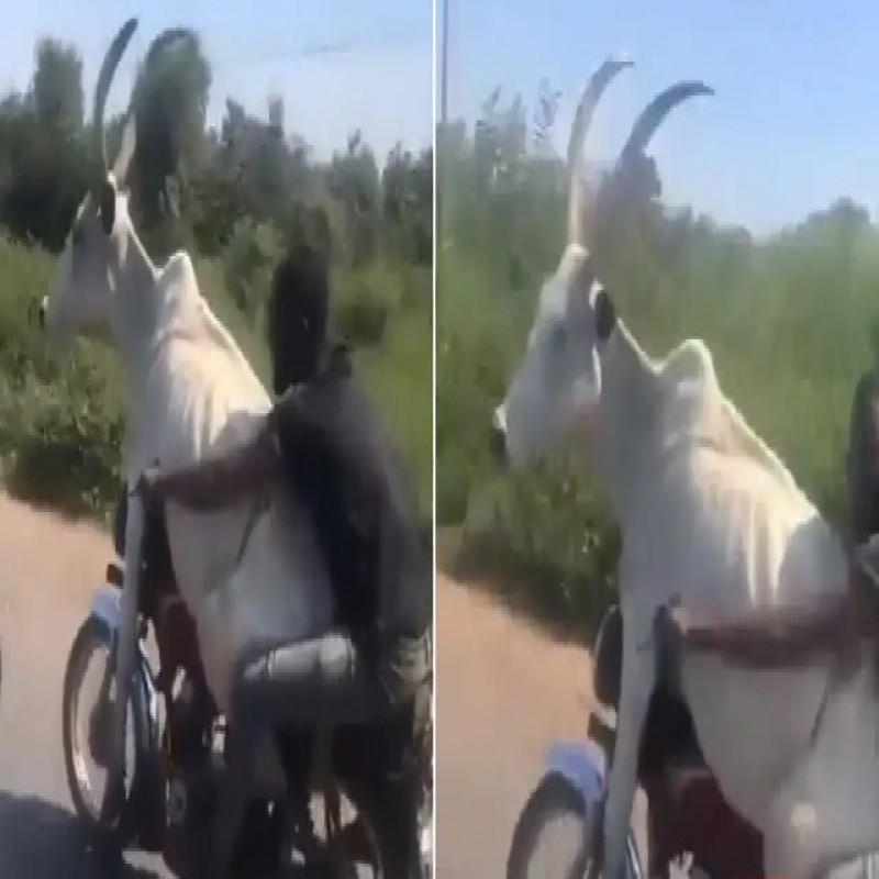 man-assaults-bull-on-bike---video-goes-viral…