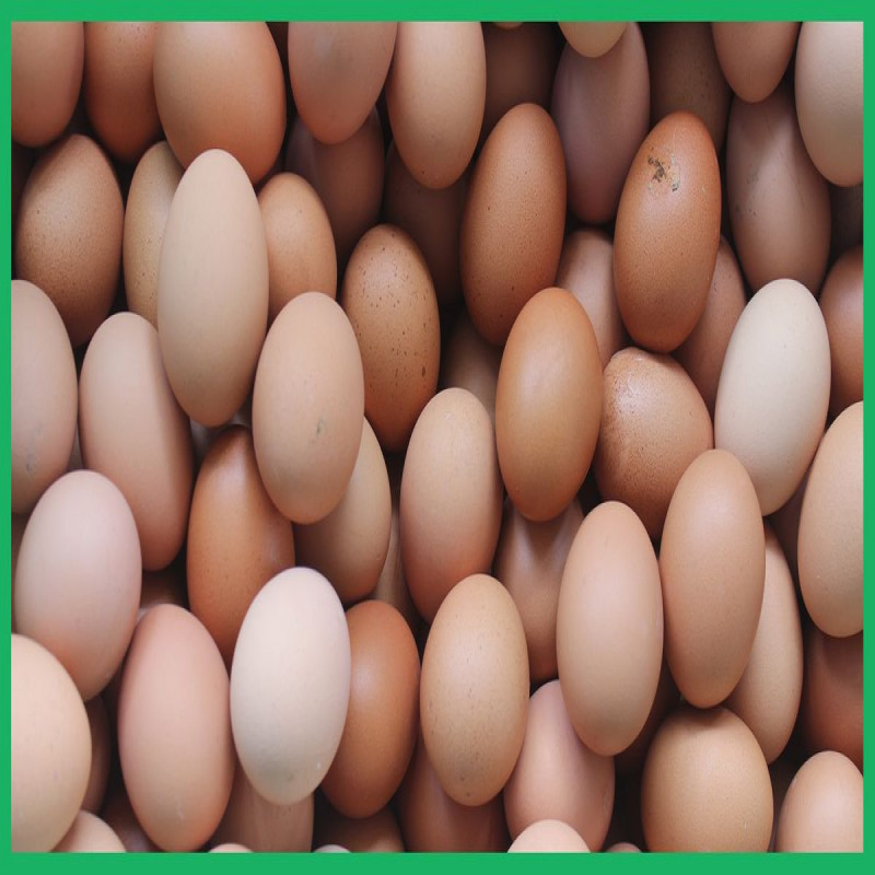 import-indian-eggs-again-price-will-reduce