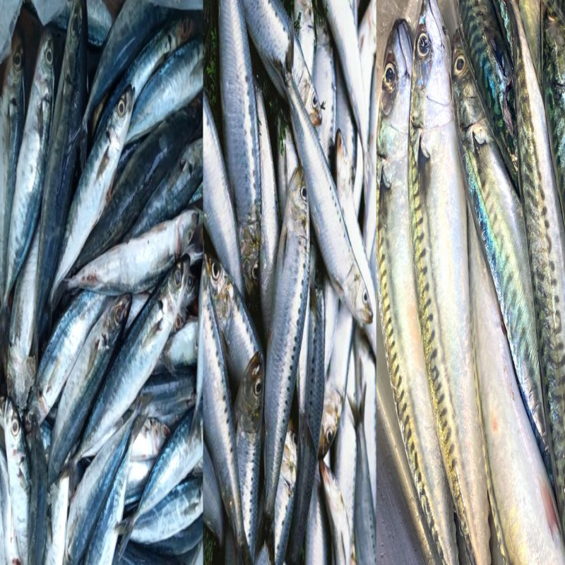 falling-fish-prices-in-sri-lanka