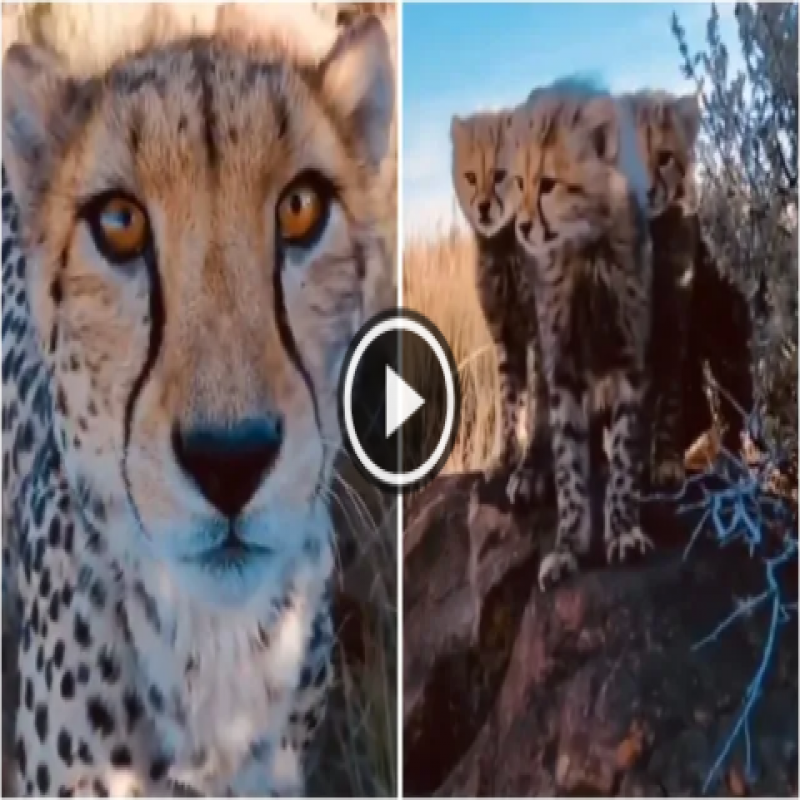 a-mother-cheetah-showing-off-her-cubs-to-a-photographer