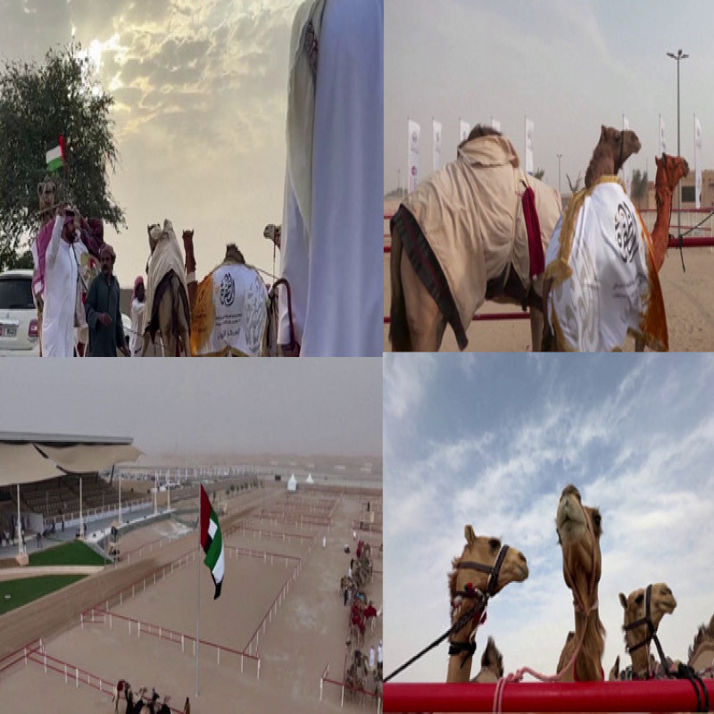 beauty-pageant-festival-with-camels...