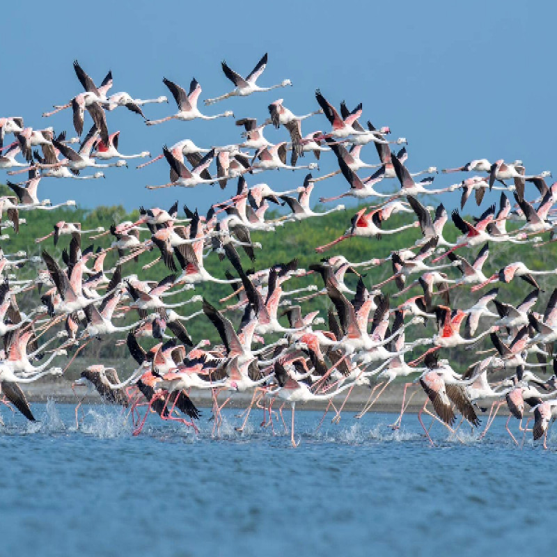 flamingo-birds-coming-to-sri-lanka