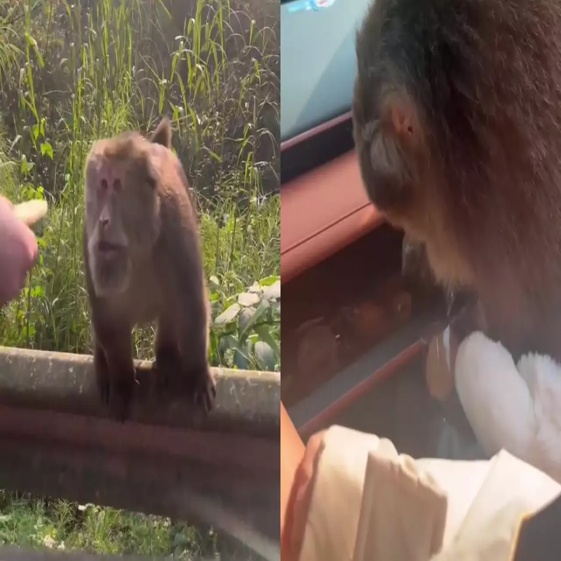 viral-video-driver-offers-monkey-a-biscuit