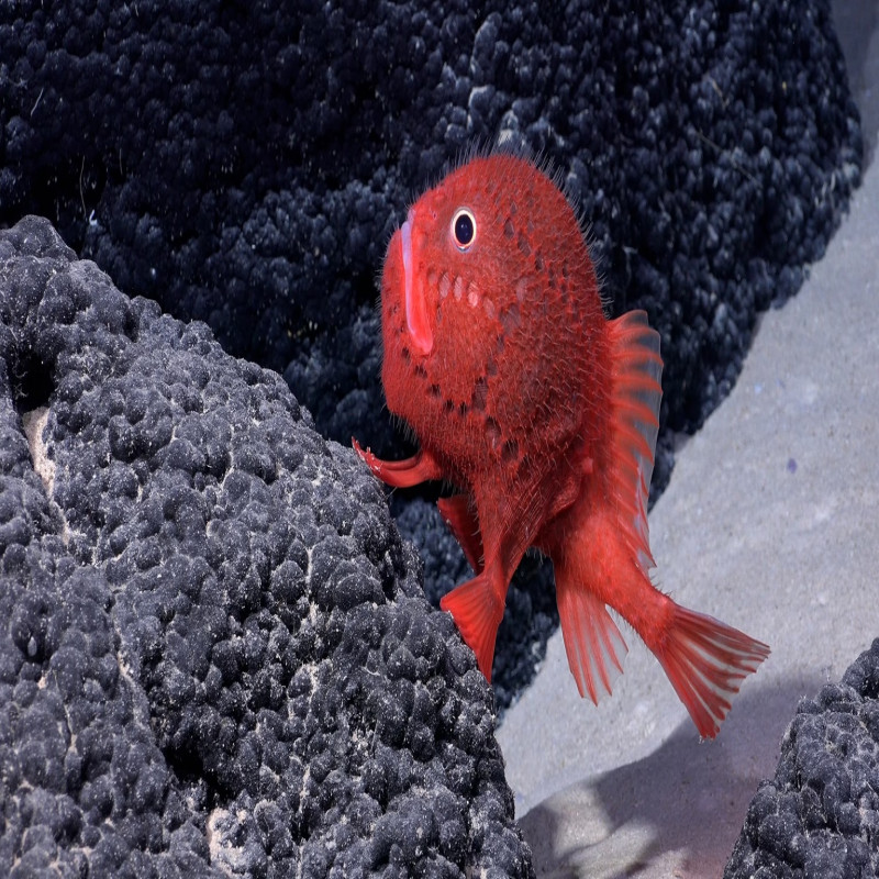 a-miraculous-fish-that-walks-in-the-deep-sea-with-arms-and-legs