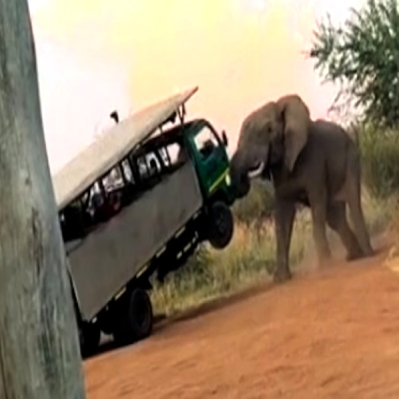tourists-hiding-in-fear-of-their-lives.-an-elephant-attacked-a-safari-vehicle