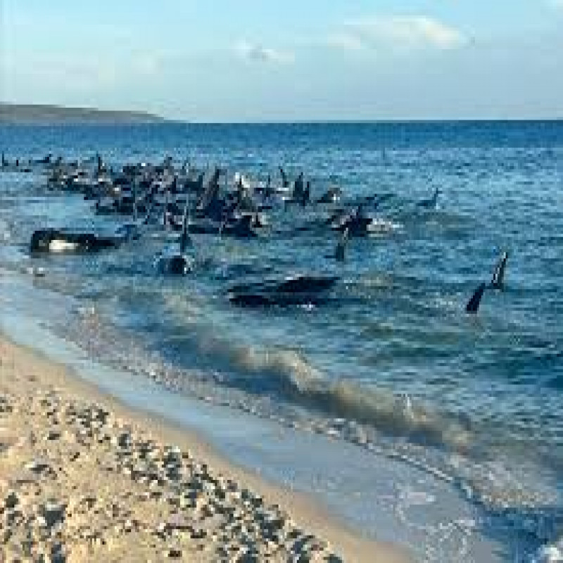 over-100-beached-whales-in-australia