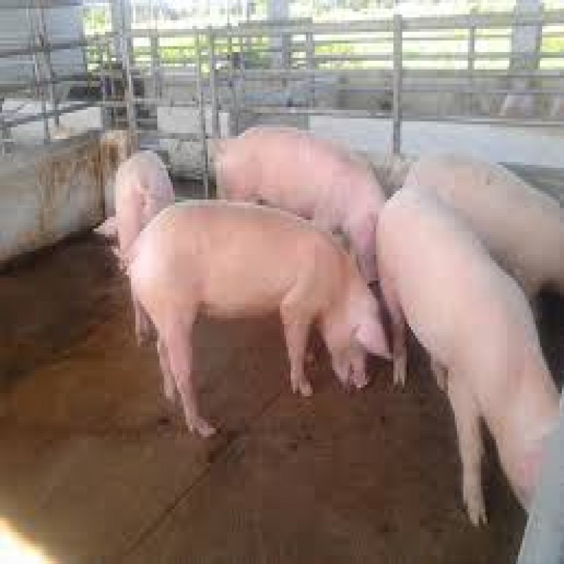 106-sri-lankans-who-became-drivers-and-reared-pigs---two-stranded-in-lithuania-return-home
