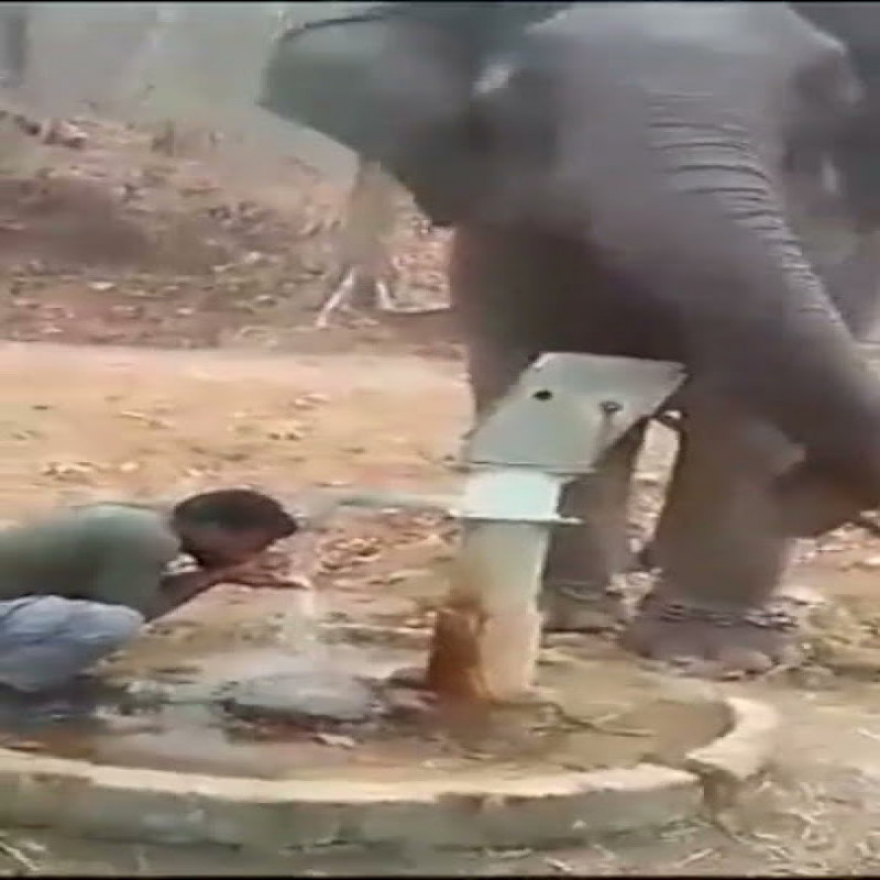 the-elephant-quenched-the-guard's-thirst-by-hitting-the-hand-pump-with-his-trunk