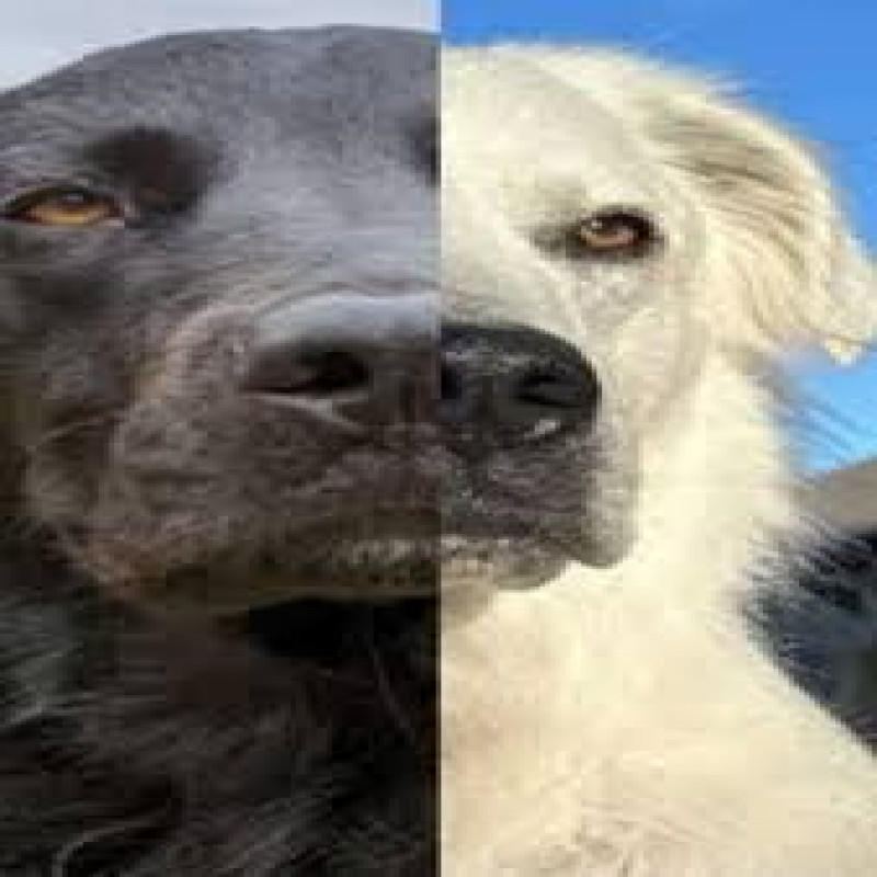 a-black-dog-that-turned-completely-white-in-2-years