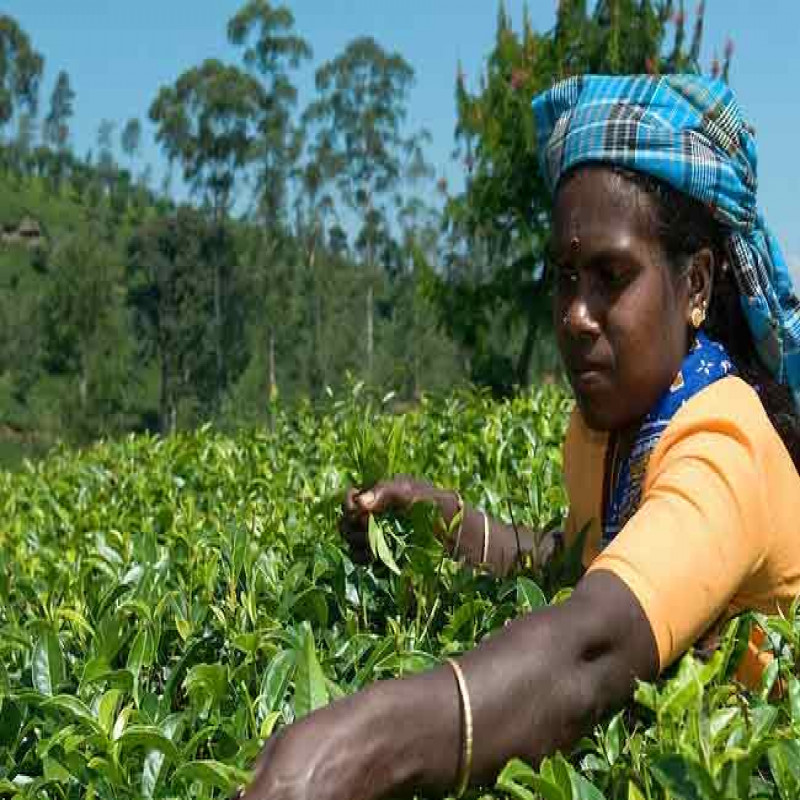 government-to-appear-in-court-on-behalf-of-plantation-workers:-president's-plan