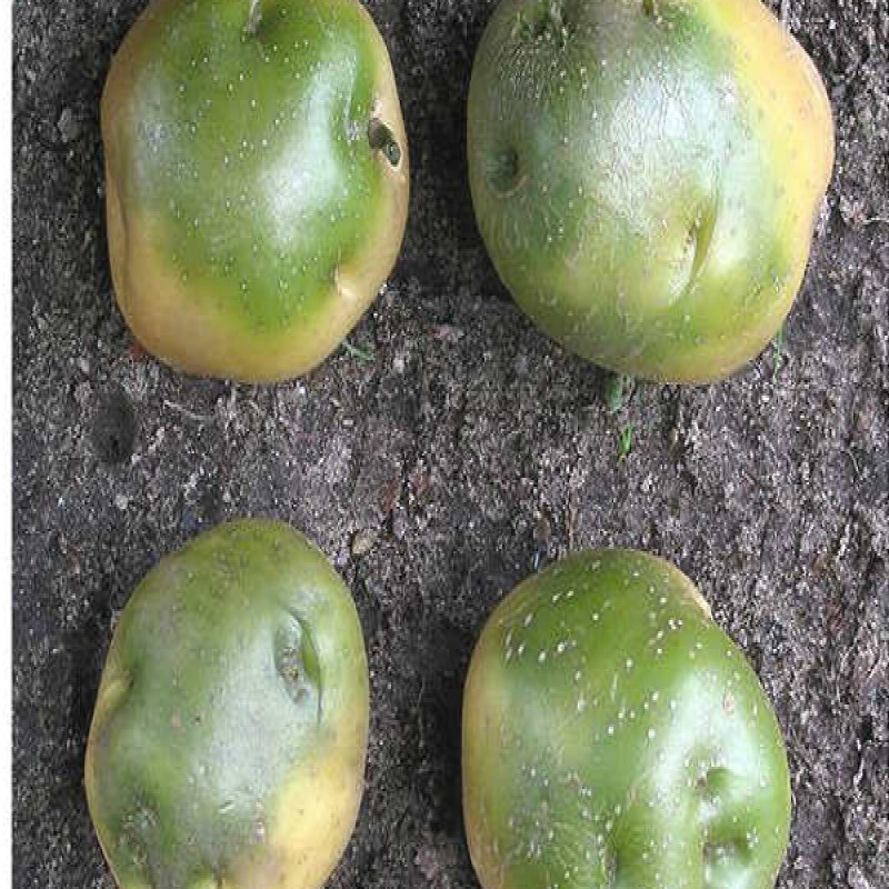 don't-buy-green-tubers:-urgent-appeal-to-sri-lankans