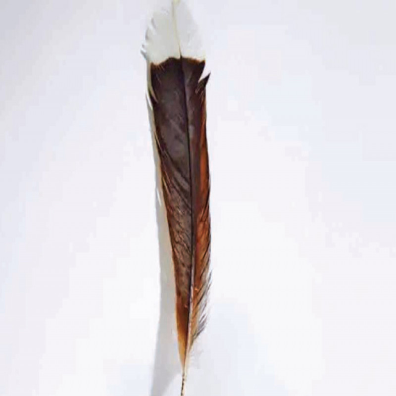 bird's-single-feather-auctioned-for-record-price