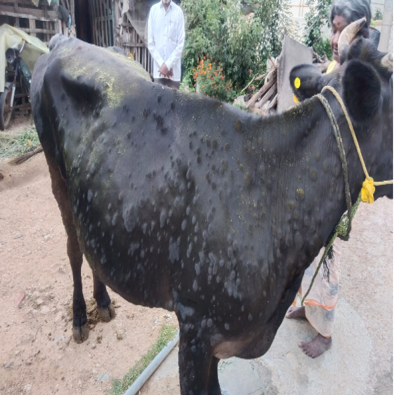skin-disease-spreading-among-cattle-in-sri-lanka..!-is-it-harmful-to-humans